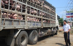 Phó Chủ tịch Đồng Nai nói gì về dịch tả heo châu Phi xuất hiện tại 3 huyện của tỉnh với gần 1.000 con heo bị tiêu hủy?