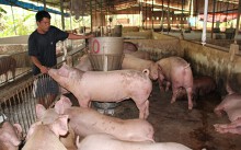 Bộ trưởng Nông nghiệp: Không giấu dịch tả heo châu Phi, nếu phòng không tốt sẽ lây lan vào các hộ lớn