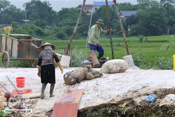 Dịch tả châu Phi diễn biến phức tạp, hơn 1,2 triệu con heo bị tiêu huỷ tại 29 tỉnh, Bộ Nông nghiệp lại họp khẩn - Ảnh 2.