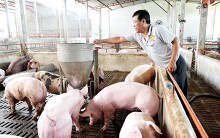 Địa phương đầu tiên ở miền Tây xuất hiện dịch tả heo châu Phi