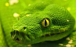 Rắn hổ mây đang 'gây sốt' trên Google: Cùng xem lại những hình ảnh ám ảnh khi cơ thể bị rắn độc cắn tới thối da đen thịt