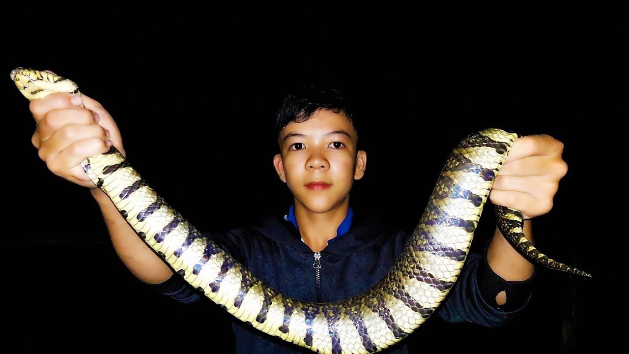 Sốc với những kênh YouTube hướng dẫn bắt rắn ở Việt Nam - Ảnh 1. Sốc với những kênh YouTube hướng dẫn bắt rắn ở Việt Nam - Ảnh 1.