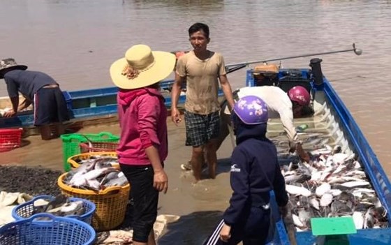 Hơn 388 tấn cá nuôi chết trắng trên hồ Trị An - Ảnh 1. Hơn 388 tấn cá nuôi chết trắng trên hồ Trị An - Ảnh 1.