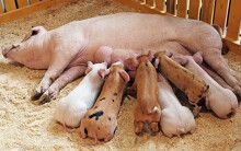 Giá heo hơi hôm nay ngày 17/5 tại Trung Quốc: Giá heo tiếp tục trên đà sụt giảm