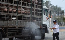 TP HCM lập hàng loạt chốt kiểm soát dịch tả heo châu Phi đường bộ, đường sông, sẵn sàng với phương án dịch vào thành phố