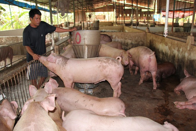 Phó Thủ tướng chỉ đạo giữ ổn định giá heo không để rơi xuống thấp vì dịch tả châu Phi - Ảnh 1. Phó Thủ tướng chỉ đạo giữ ổn định giá heo không để rơi xuống thấp vì dịch tả châu Phi - Ảnh 1.