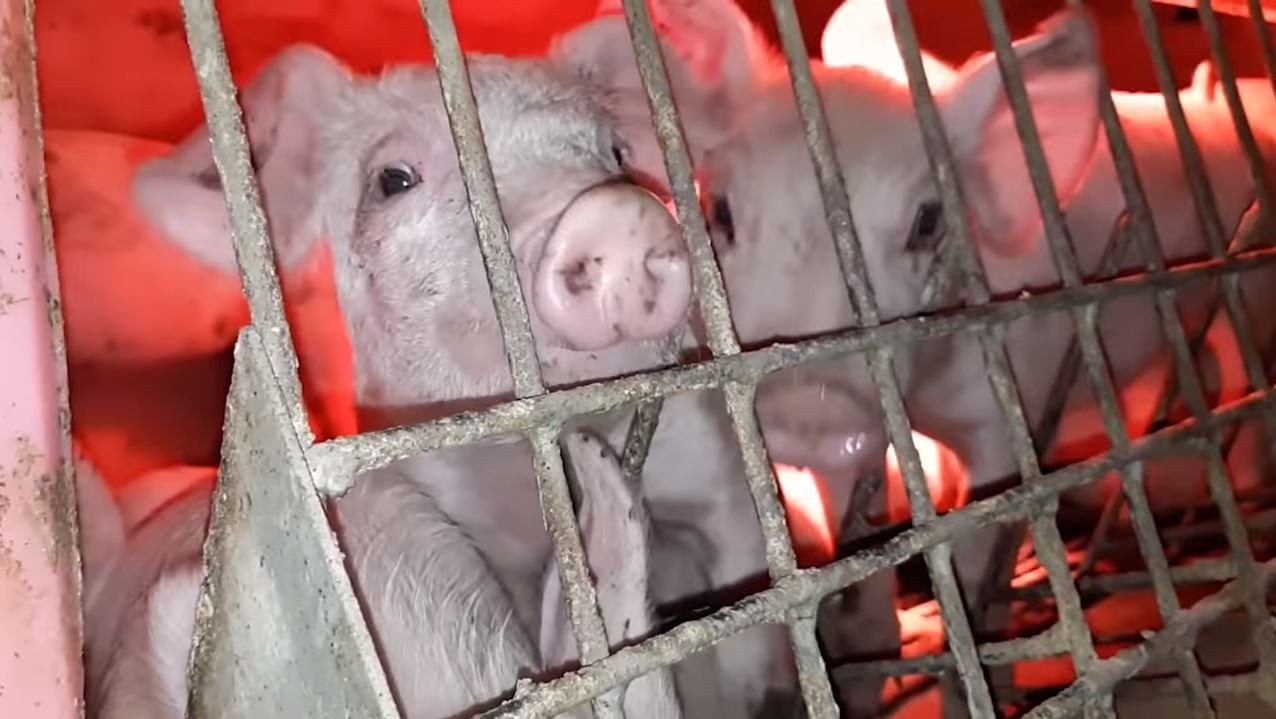 Giá heo hơi hôm nay ngày 19/5 tại Trung Quốc: Giá heo trồi sụt liên miên - Ảnh 1. Giá heo hơi hôm nay ngày 19/5 tại Trung Quốc: Giá heo trồi sụt liên miên - Ảnh 1.