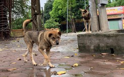 Nỗi lo từ chó thả rông