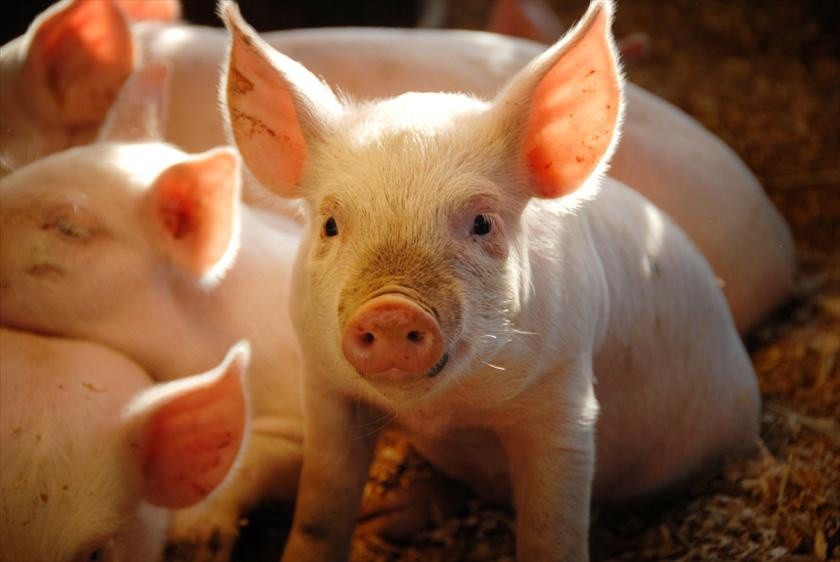 Dự báo giá heo hơi ngày 3/5: Phó GĐ Sở Nông Nghiệp: Ngăn chặn dịch tả heo châu Phi không được chủ quan, lơ là - Ảnh 1. Dự báo giá heo hơi ngày 3/5: Phó GĐ Sở Nông Nghiệp: Ngăn chặn dịch tả heo châu Phi không được chủ quan, lơ là - Ảnh 1.