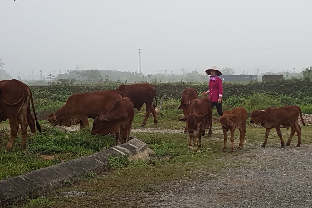 47 dự án đón đầu về Hà Nội, 2.000ha đất hoang bò nhẩn nha ăn cỏ - Ảnh 1. 47 dự án đón đầu về Hà Nội, 2.000ha đất hoang bò nhẩn nha ăn cỏ - Ảnh 1.