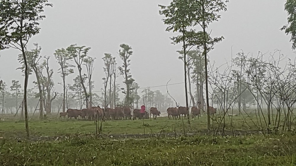 47 dự án đón đầu về Hà Nội, 2.000ha đất hoang bò nhẩn nha ăn cỏ - Ảnh 3. 47 dự án đón đầu về Hà Nội, 2.000ha đất hoang bò nhẩn nha ăn cỏ - Ảnh 3.