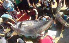 Ngư dân Khánh Hòa câu được cá ngừ 'siêu khủng' hơn 380kg