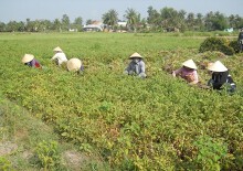 Đi nhổ lạc cùng vợ dưới nắng 40 độ, người đàn ông ở Hà Tĩnh sốc nhiệt chết thương tâm