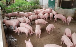 Giá heo hơi hôm nay 20/5: Miền Bắc có nơi dưới 30.000 đồng/kg