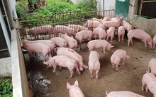 Giá heo hơi hôm nay 1/6: Miền Nam có nơi giảm 4.000 đồng/kg