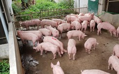 Giá heo hơi hôm nay 1/6: Miền Nam có nơi giảm 4.000 đồng/kg