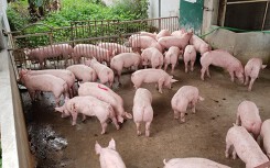 Giá heo hơi hôm nay 4/6: Miền Bắc tăng, miền Nam đi xuống