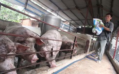 Dịch tả châu Phi đã lan ra 34 tỉnh thành, có 1,5 triệu con heo đã bị tiêu hủy