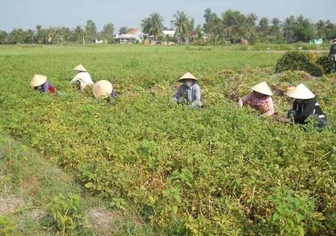 Đi nhổ lạc cùng vợ dưới nắng 40 độ, người đàn ông ở Hà Tĩnh sốc nhiệt chết thương tâm - Ảnh 1. Đi nhổ lạc cùng vợ dưới nắng 40 độ, người đàn ông ở Hà Tĩnh sốc nhiệt chết thương tâm - Ảnh 1.