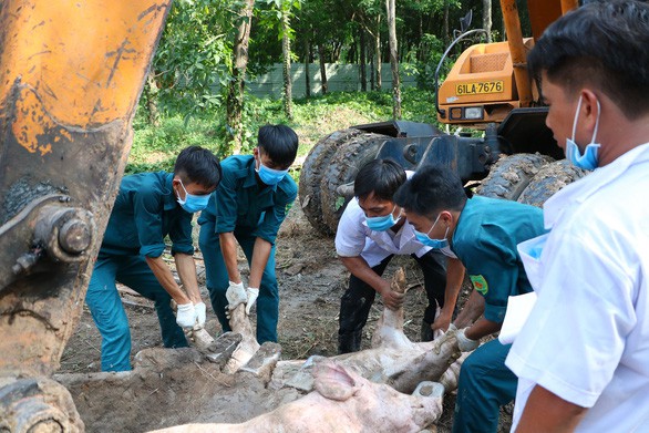 Sau Đồng Nai, Bình Phước, dịch tả heo châu Phi đã xuất hiện tại Bình Dương - Ảnh 1. Sau Đồng Nai, Bình Phước, dịch tả heo châu Phi đã xuất hiện tại Bình Dương - Ảnh 1.