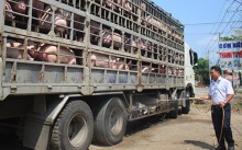 Dịch tả heo châu Phi diễn biến phức tạp, Ban Bí thư ban hành chỉ thị phòng, chống, khống chế dịch