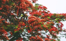 Hoa phượng 'nhuộm' đỏ khắp phố phường Hà Nội