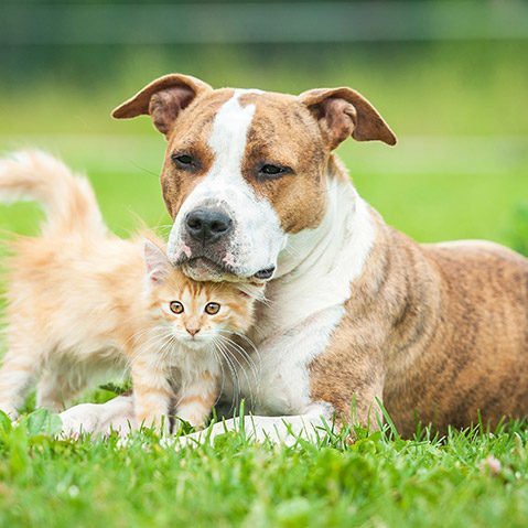 Những vấn đề cần suy nghĩ trước khi nuôi thú cưng trong nhà - Ảnh 1. Những vấn đề cần suy nghĩ trước khi nuôi thú cưng trong nhà - Ảnh 1.