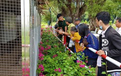 Cặp rắn hổ mây 'khủng' đã đờ đẫn vì bị nhốt lâu