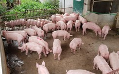 Giá heo hơi hôm nay 24/5: Miền Bắc có nơi rớt giá xuống 25.000 đồng/kg