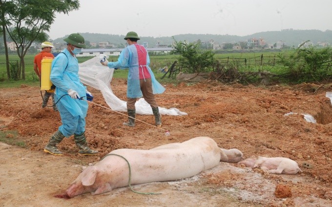 Yêu cầu xử lí hành vi kê khống, trục lợi từ khai báo dịch tả heo châu Phi để nhận hỗ trợ - Ảnh 1. Yêu cầu xử lí hành vi kê khống, trục lợi từ khai báo dịch tả heo châu Phi để nhận hỗ trợ - Ảnh 1.