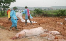 Yêu cầu xử lí hành vi kê khống, trục lợi từ khai báo dịch tả heo châu Phi để nhận hỗ trợ