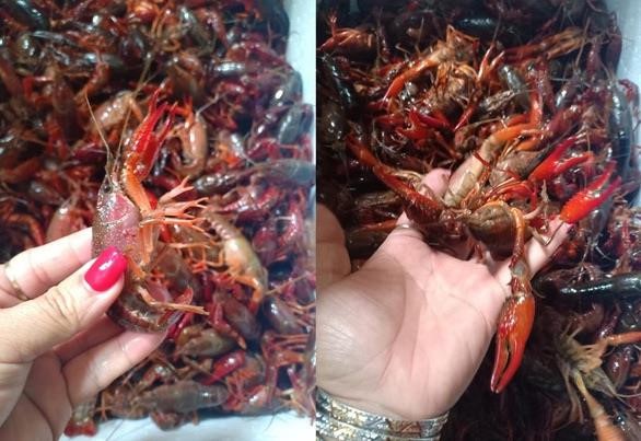 Yêu cầu rà soát tôm hùm đất tại các cửa hàng ăn uống - Ảnh 1. Yêu cầu rà soát tôm hùm đất tại các cửa hàng ăn uống - Ảnh 1.