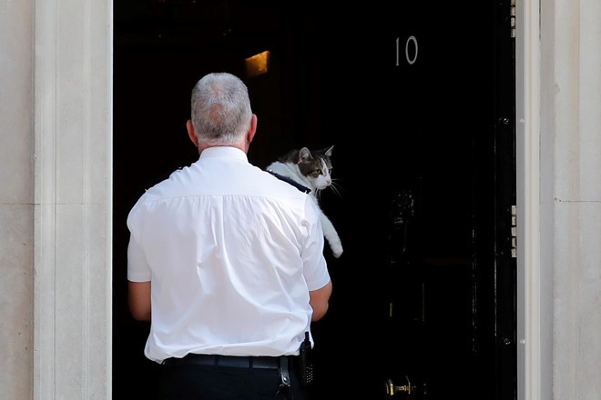 Thêm một thủ tướng Anh ra đi vì Brexit, con mèo Larry vẫn sưởi nắng - Ảnh 1. Thêm một thủ tướng Anh ra đi vì Brexit, con mèo Larry vẫn sưởi nắng - Ảnh 1.
