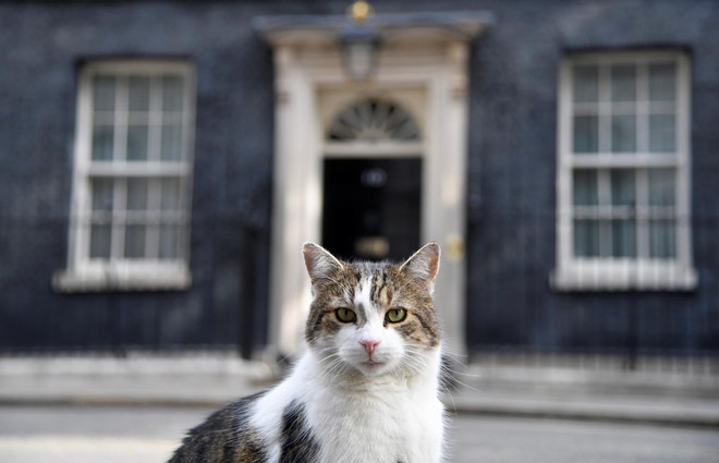 Thêm một thủ tướng Anh ra đi vì Brexit, con mèo Larry vẫn sưởi nắng - Ảnh 4. Thêm một thủ tướng Anh ra đi vì Brexit, con mèo Larry vẫn sưởi nắng - Ảnh 4.