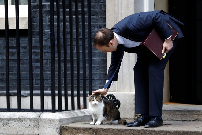 Thêm một thủ tướng Anh ra đi vì Brexit, con mèo Larry vẫn sưởi nắng - Ảnh 8. Thêm một thủ tướng Anh ra đi vì Brexit, con mèo Larry vẫn sưởi nắng - Ảnh 8.