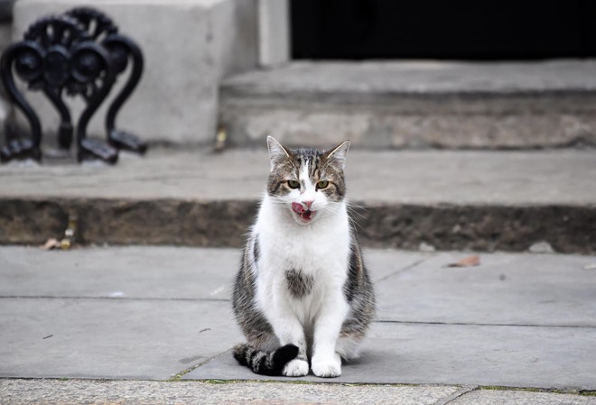 Thêm một thủ tướng Anh ra đi vì Brexit, con mèo Larry vẫn sưởi nắng - Ảnh 9. Thêm một thủ tướng Anh ra đi vì Brexit, con mèo Larry vẫn sưởi nắng - Ảnh 9.