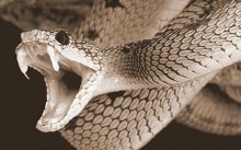 Rắn khổng lồ trên núi Cấm: Rợn người chuyện 'Ông hổ mây'... tu lâu, ít hại người