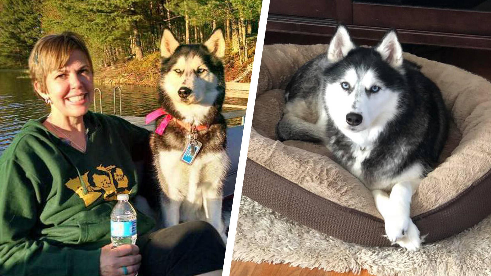 Chú chó Siberia Husky 3 lần phát hiện bệnh ung thư cứu sống chủ nhân của mình - Ảnh 2. Chú chó Siberia Husky 3 lần phát hiện bệnh ung thư cứu sống chủ nhân của mình - Ảnh 2.