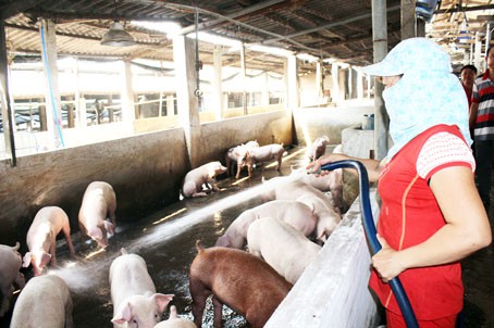 Chính sách hỗ trợ người chăn nuôi bị dịch tả heo châu Phi: Không ai đi bắt bẻ người làm lợi cho dân cả - Ảnh 2.