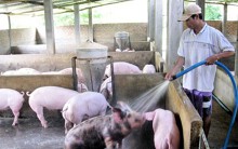 Chính sách hỗ trợ người chăn nuôi bị dịch tả heo châu Phi: 'Không ai đi bắt bẻ người làm lợi cho dân cả'
