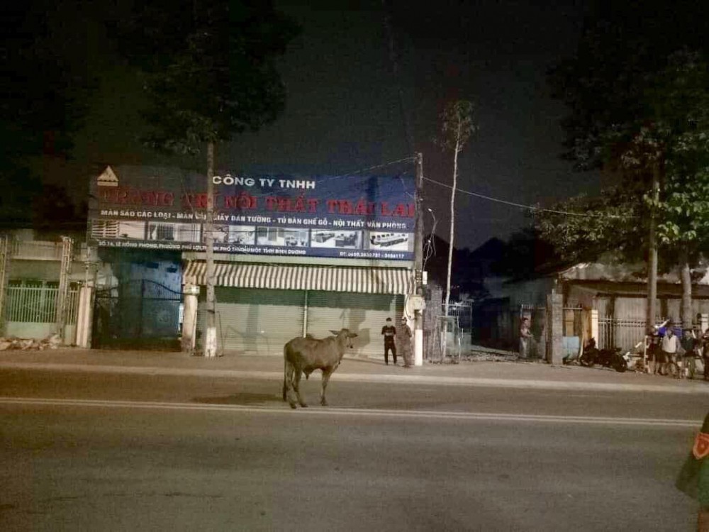 Bò điên húc 6 người bị thương trong đêm ở Bình Dương - Ảnh 2. Bò điên húc 6 người bị thương trong đêm ở Bình Dương - Ảnh 2.