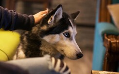 Chú chó Siberia Husky 3 lần phát hiện bệnh ung thư cứu sống chủ nhân của mình