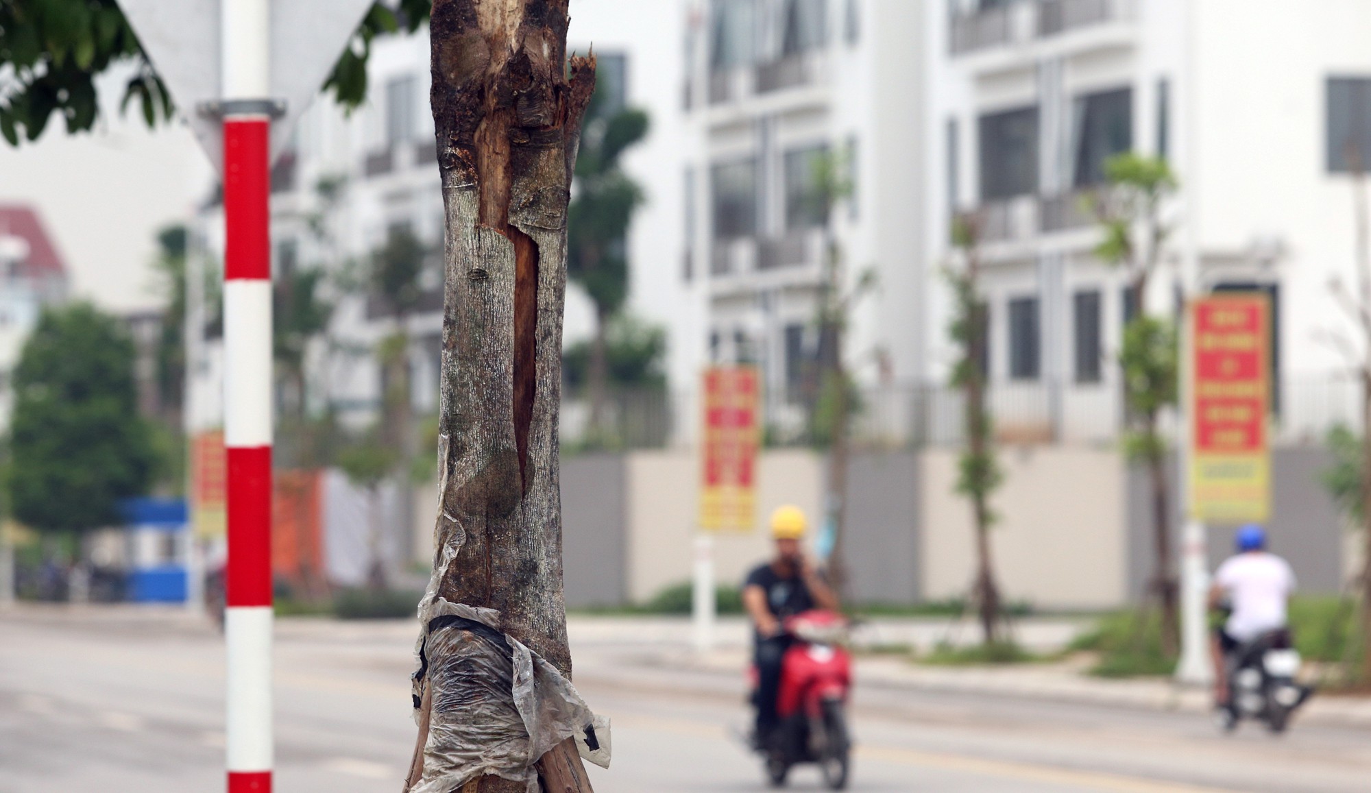 Cây xanh chết khô, tróc vỏ trên con đường dài 650 m trị giá gần 200 tỉ đồng ở Hà Nội - Ảnh 10. Cây xanh chết khô, tróc vỏ trên con đường dài 650 m trị giá gần 200 tỉ đồng ở Hà Nội - Ảnh 10.