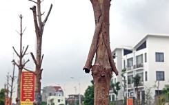Cây xanh chết khô, tróc vỏ trên con đường dài 650 m trị giá gần 200 tỉ đồng ở Hà Nội