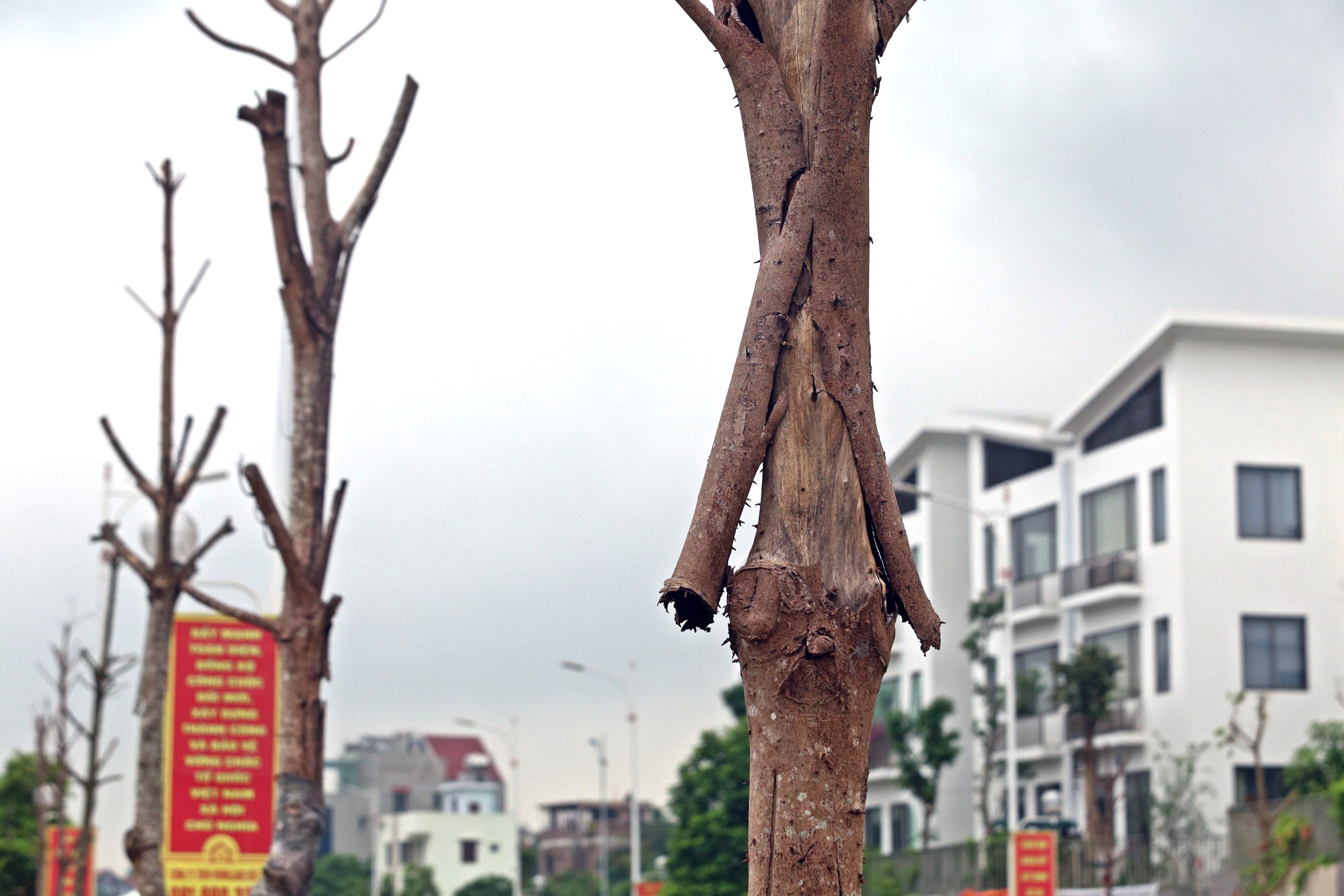 Cây xanh chết khô, tróc vỏ trên con đường dài 650 m trị giá gần 200 tỉ đồng ở Hà Nội - Ảnh 9. Cây xanh chết khô, tróc vỏ trên con đường dài 650 m trị giá gần 200 tỉ đồng ở Hà Nội - Ảnh 9.