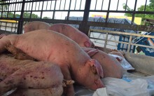 Dịch tả lợn châu Phi lan rộng đến 42 xã của tỉnh Thừa Thiên - Huế