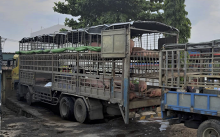 Chặn đứng xe tải chở heo bệnh dịch tả Châu Phi qua tỉnh Quảng Nam