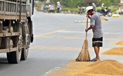 Vì hạt lúa vàng dân Hà Nội chẳng 'sợ' xe ben
