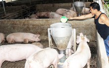 Xã đầu tiên bị dịch tả heo châu Phi của Đồng Nai đã công bố hết dịch