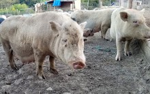 Giá heo hơi hôm nay 29/5 tại Trung Quốc: Giá heo hơi tiếp tục trên đà tăng trưởng